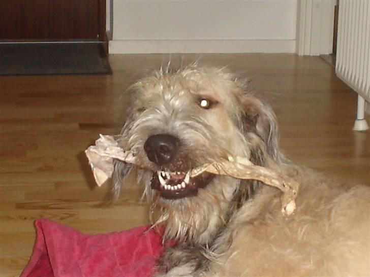 Irsk ulvehund Victor - yam yam mmmm tygge gnaske gnaske tygge uhm.... billede 18
