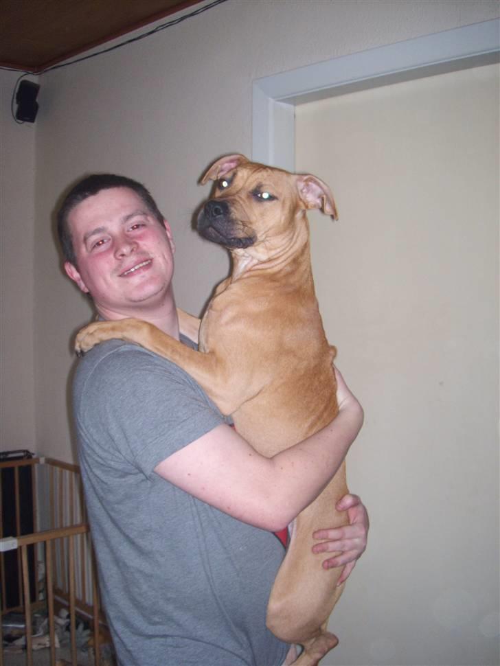 Amerikansk staffordshire terrier mini  R.I.P 15/9.10 billede 14