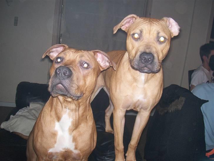 Amerikansk staffordshire terrier mini  R.I.P 15/9.10 billede 15