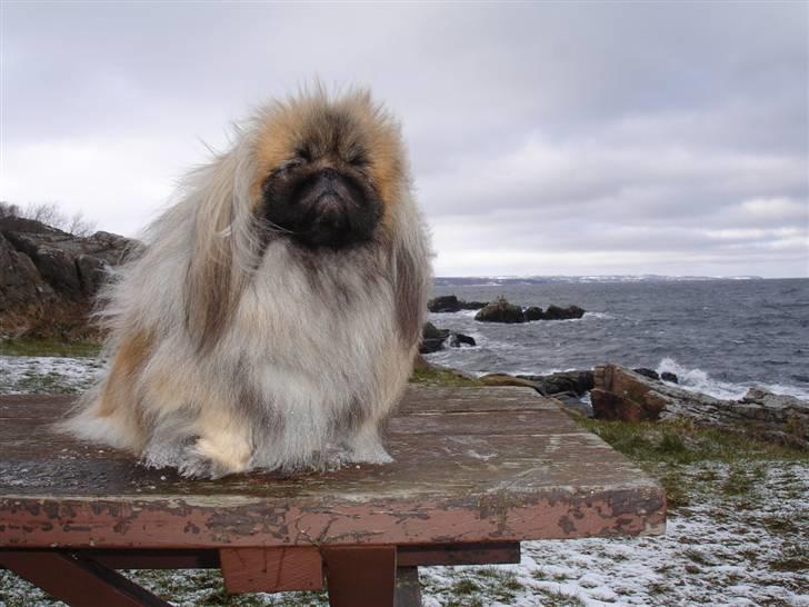 Pekingeser "Mo-Li-Shou" - Nyder udsigten!   Efterår 2008. billede 1