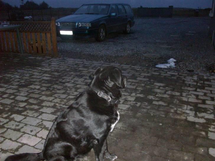 Labrador retriever Bella  billede 7