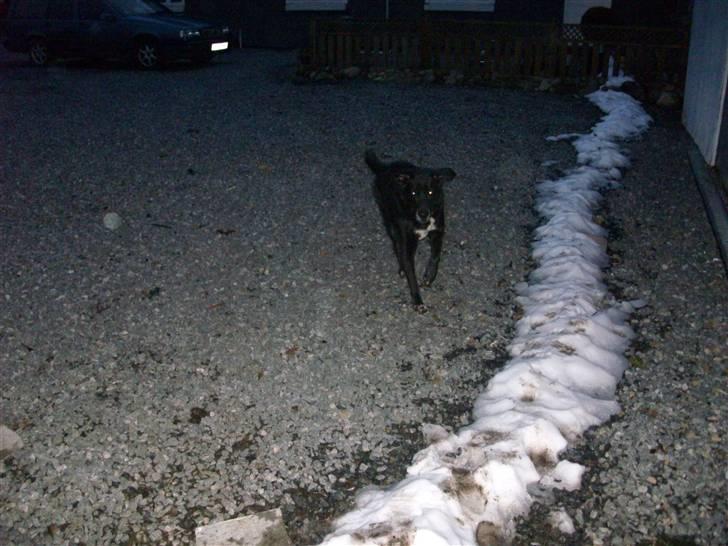 Labrador retriever Bella  billede 8