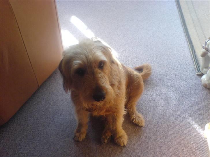 Blanding af racer  nela billede 13