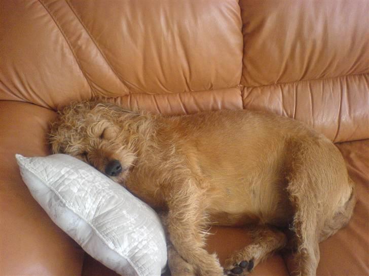 Blanding af racer  nela billede 14