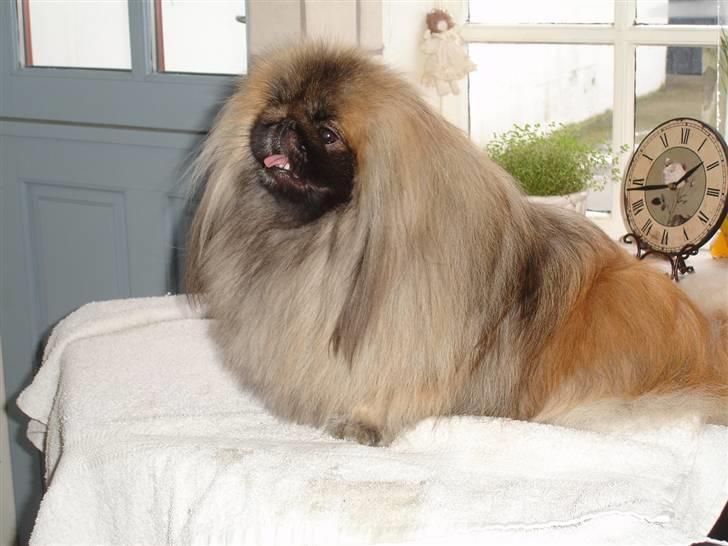 Pekingeser "Mo-Li-Shou" - Jeg er lige blevet børstet, så det bli´r ikke bedre!!! billede 2