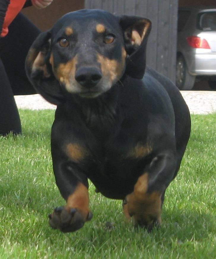 Gravhund Rita med hvalpe - hihi hygge hund billede 1