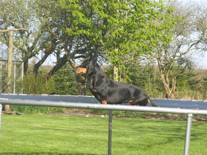Gravhund Rita med hvalpe - hun var lidt i vej så vi satte hende op på trambolinen billede 2