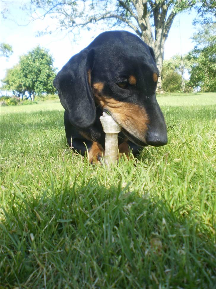 Gravhund Rita med hvalpe - hun er så nuttet billede 3