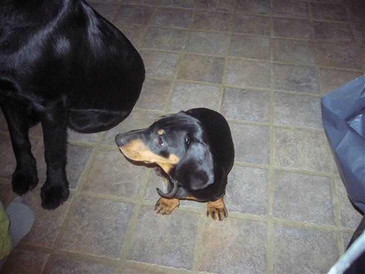 Gravhund Rita med hvalpe - "hov hvad er det" billede 4