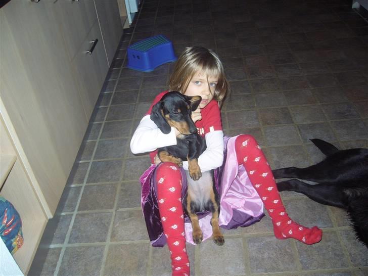 Gravhund Rita med hvalpe - min lille søster og rita billede 5