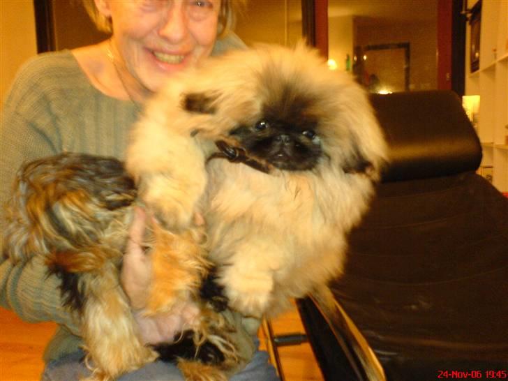 Pekingeser "Mo-Li-Shou" - Her er jeg 4 mdr. gammel og lige ankommet til Danmark. billede 3