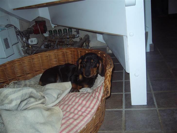 Gravhund Rita med hvalpe - zzzzz billede 6