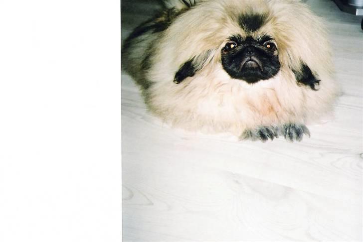 Pekingeser "Mo-Li-Shou" - Her er jeg 6 mdr. gammel.  Flot fyr ikk? billede 4