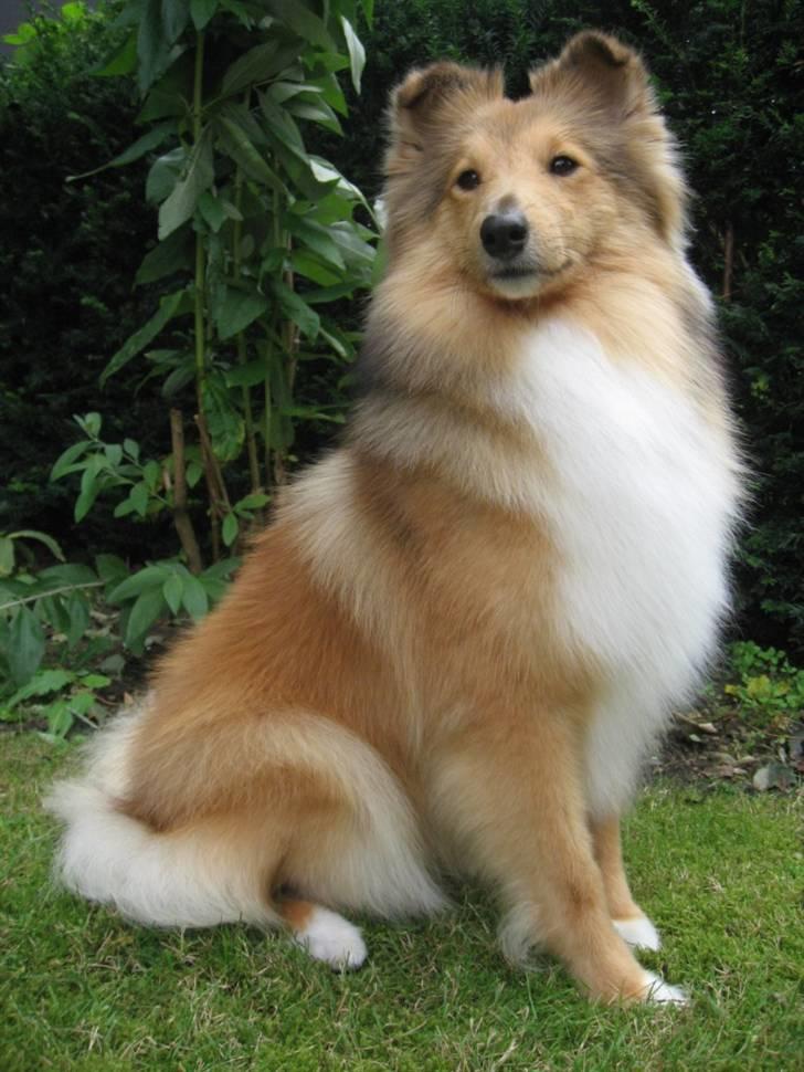 Shetland sheepdog Linda - NYT: D. 26 august 2010 billede 1