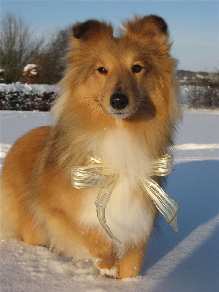 Shetland sheepdog Linda - December 2010 billede 2