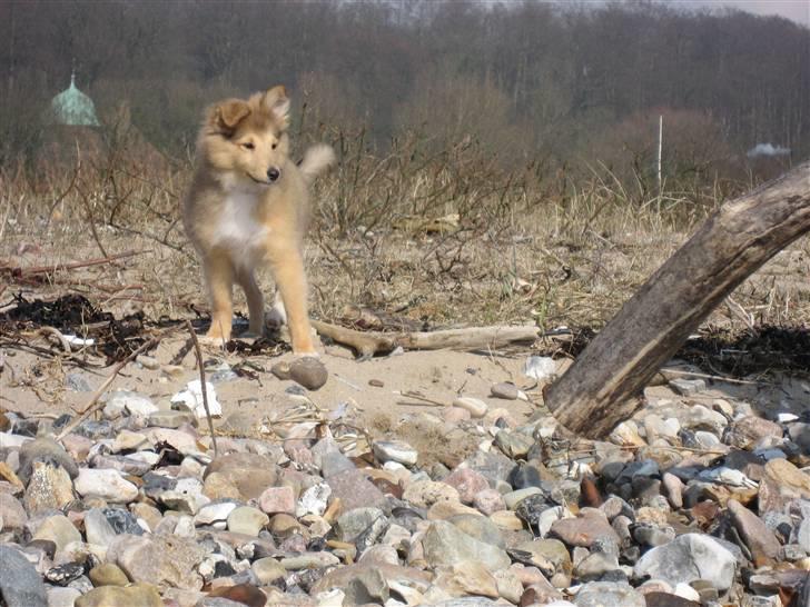 Shetland sheepdog Linda - D. 31 marts 2009 ved Rosenvold Strand billede 4