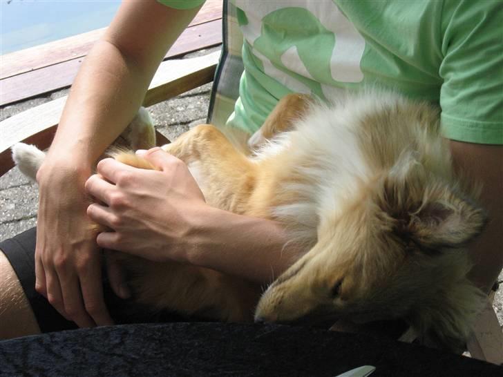 Shetland sheepdog Linda billede 5