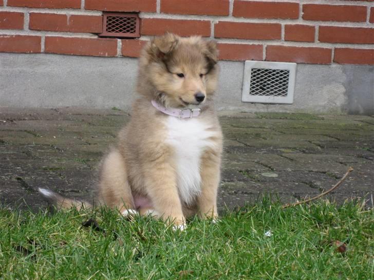 Shetland sheepdog Linda billede 6