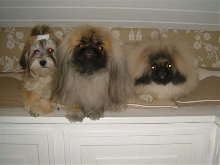Pekingeser "Mo-Li-Shou" - Her er jeg sammen med min veninde Havaneseren "Gucci" og min kæreste "Buddha". Det er mig i midten. billede 5