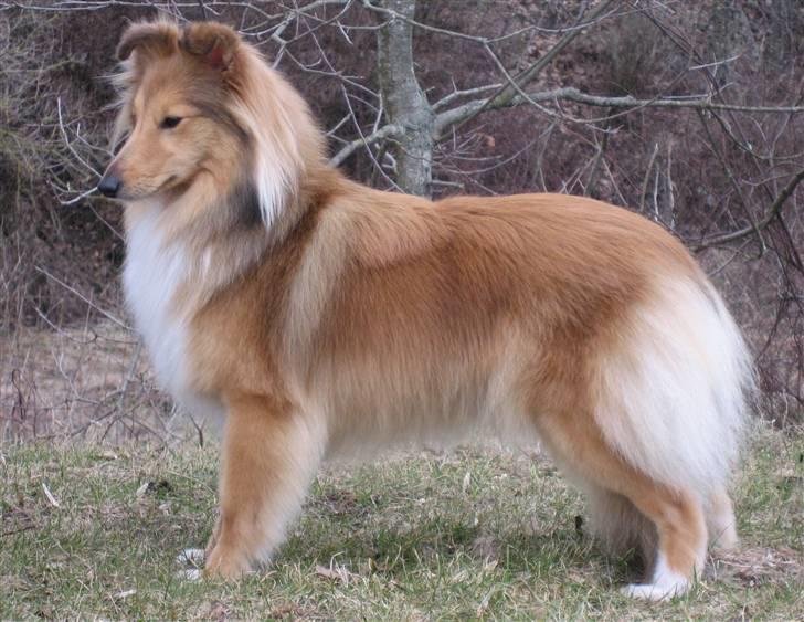 Shetland sheepdog Linda - Marts 2011 billede 7
