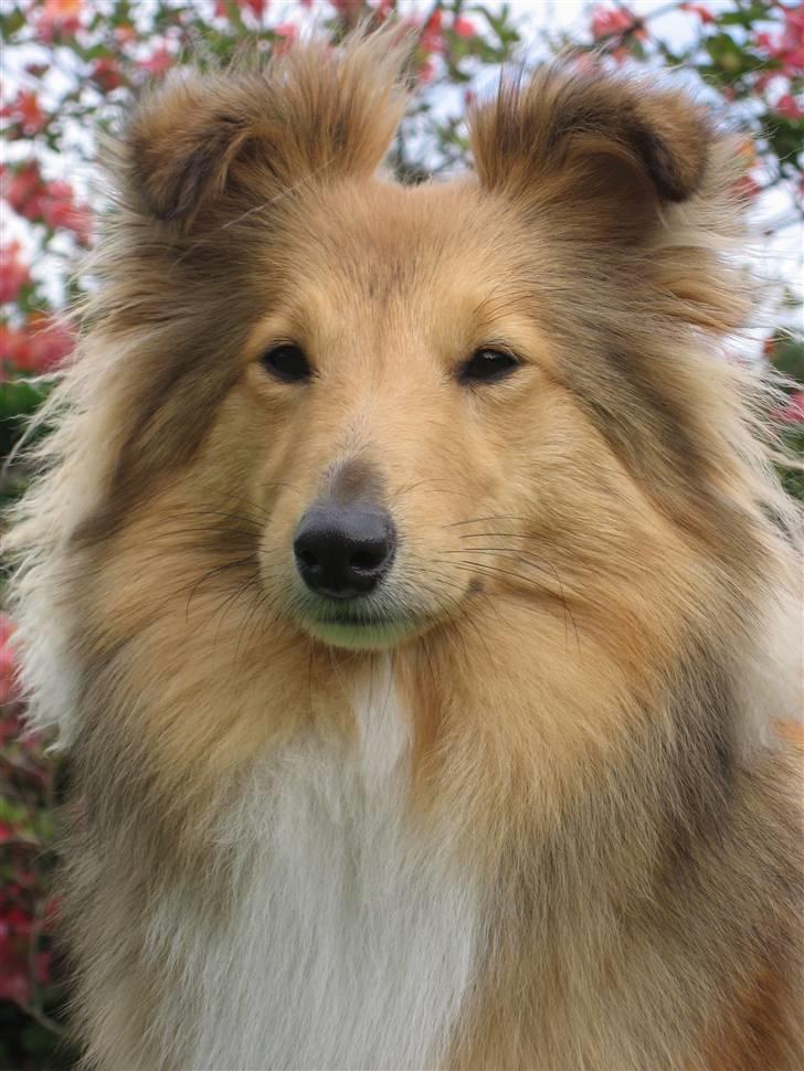 Shetland sheepdog Linda - NYT: D. 19 december 2009 billede 8