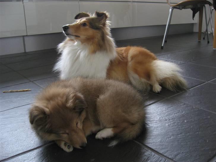 Shetland sheepdog Linda billede 9