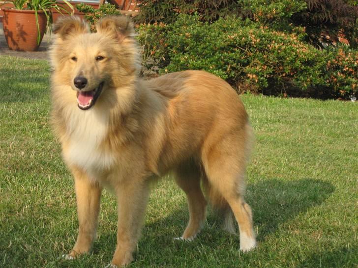 Shetland sheepdog Linda - Nyt: D. 4 juli 2009 billede 10