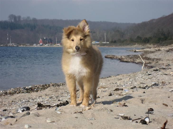 Shetland sheepdog Linda - NYT: D. 31 marts 2009 ved Rosenvold Strand billede 11