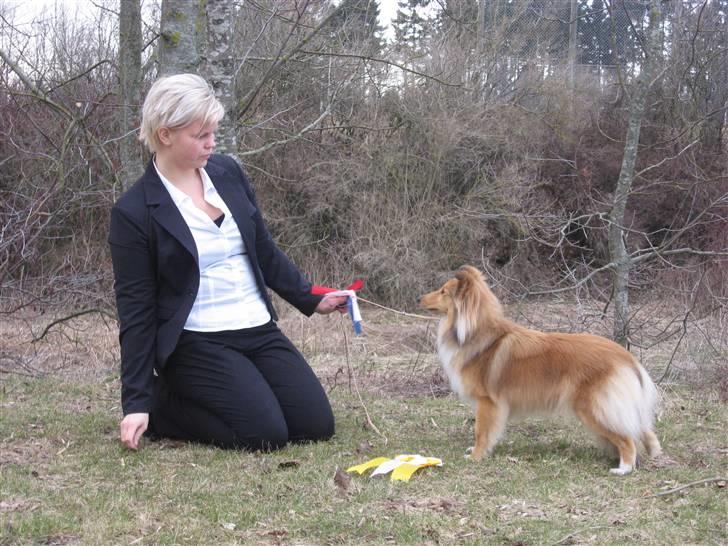 Shetland sheepdog Linda - DSSK Ørbæk 2011. Exc, CK, 2 åkl, BTK3 billede 12