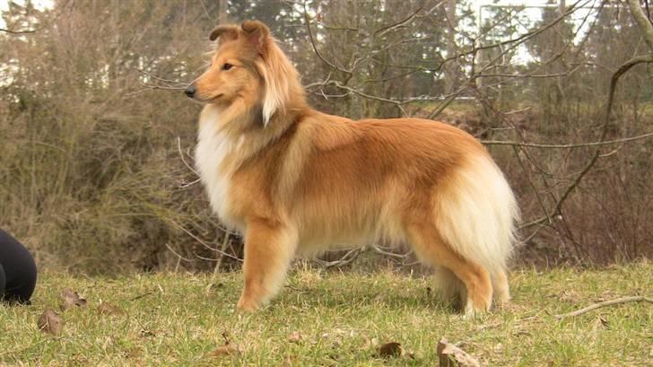 Shetland sheepdog Linda - Marts 2011 billede 14