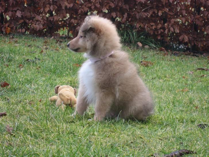 Shetland sheepdog Linda billede 15