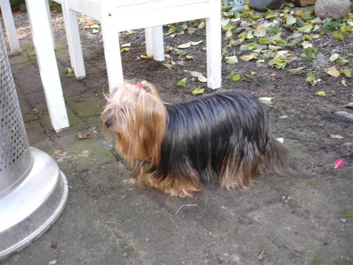 Yorkshire terrier "Nova" - Her går jeg en tur i haven. Sommer 2008. billede 2