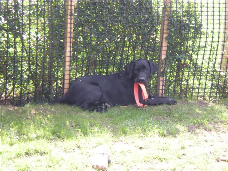 Labrador retriever (gl. dansk) Arthur  - 15 uger gl. billede 16