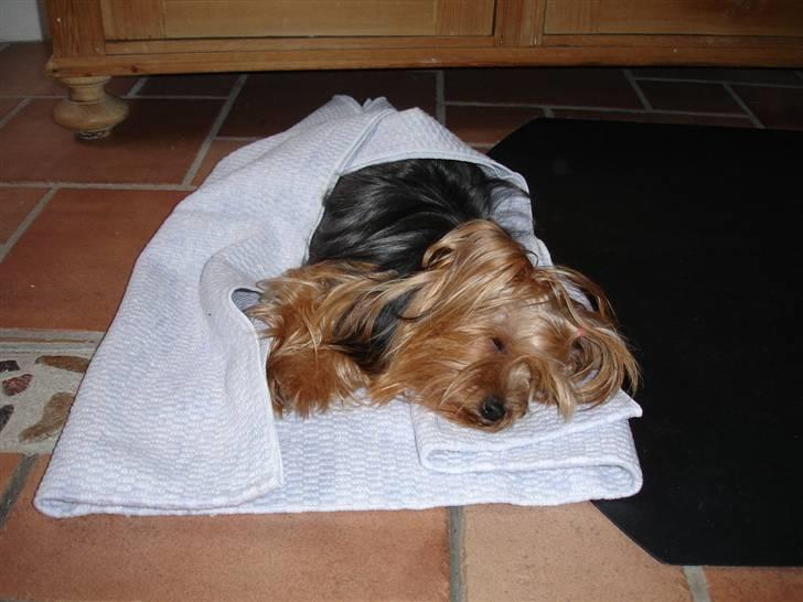 Yorkshire terrier "Nova" - Har lige været i bad! Rart det er overstået, så man kan slappe af. billede 3