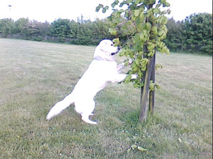 Golden retriever Charlie billede 12