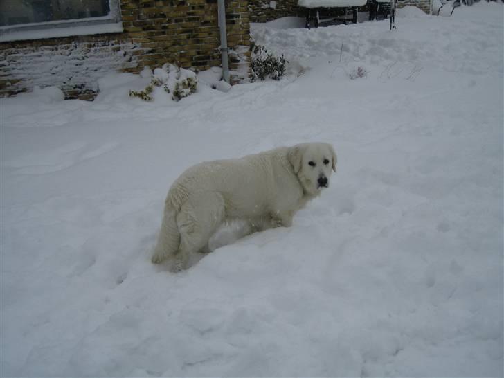 Golden retriever Charlie billede 13