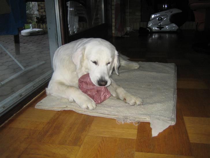 Golden retriever Charlie billede 14