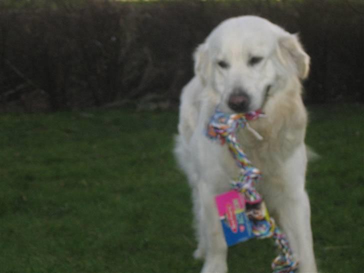 Golden retriever Charlie billede 15