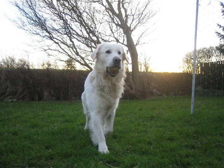 Golden retriever Charlie - jeg ejer det alt! :D billede 16