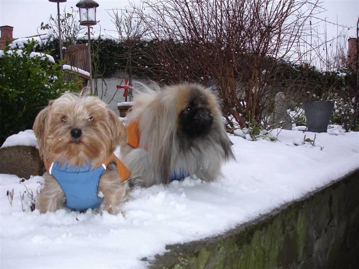 Yorkshire terrier "Nova" - Nå! man kan jo ikke sove hele tiden. Så her er jeg ude i sneen med min ven "Mo-Li-Shou" billede 4