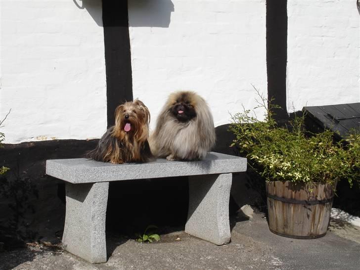 Yorkshire terrier "Nova" - Hvem sidder der på bænken?  Det gør min bofælle, pekingeseren "Mo-Li-Shou" og JEG! billede 5