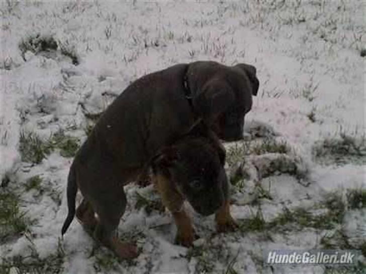Amerikansk staffordshire terrier Capone( R.I.P) - capone og hans bror, blubo billede 6