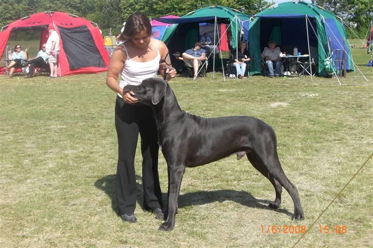 Grand danois EarthWindandFire  billede 1