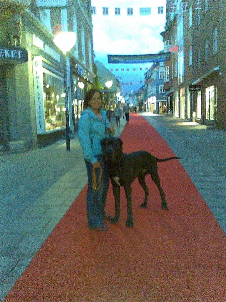 Grand danois EarthWindandFire  billede 2