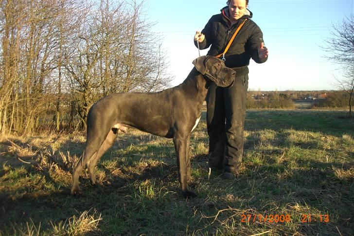 Grand danois EarthWindandFire  billede 3