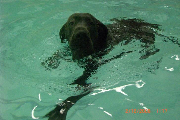 Grand danois EarthWindandFire  billede 4