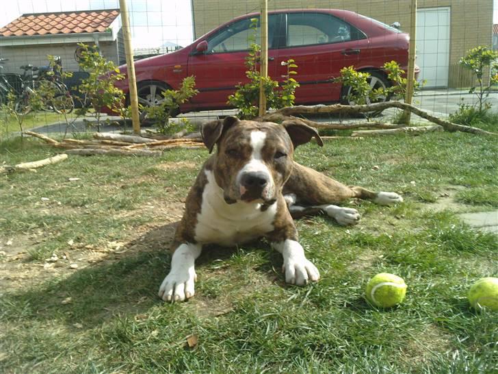 Amerikansk staffordshire terrier loui billede 1