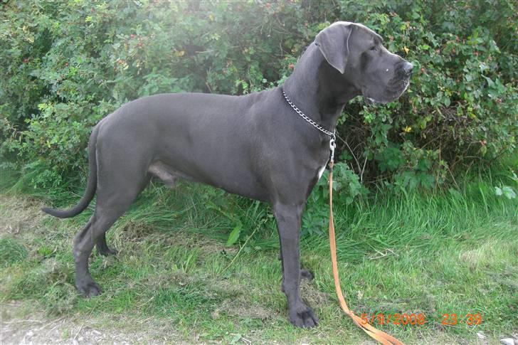 Grand danois EarthWindandFire  billede 5