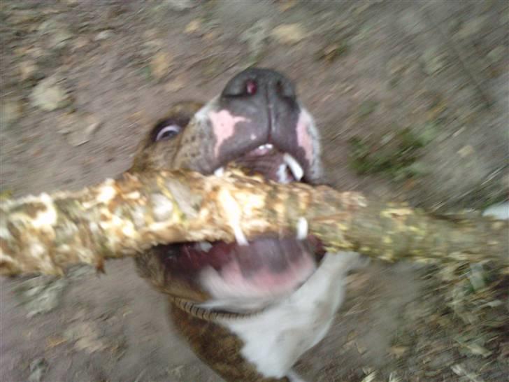 Amerikansk staffordshire terrier loui billede 2