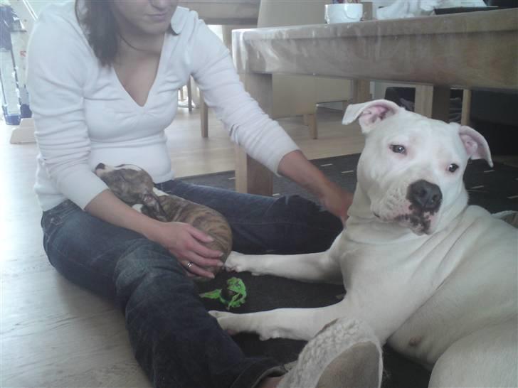 Amerikansk staffordshire terrier loui billede 3